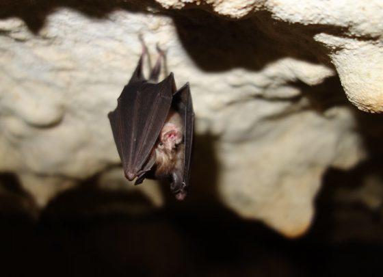 蹄鼻蝙蝠（horseshoe bats，又稱菊頭蝠）source: Patric...