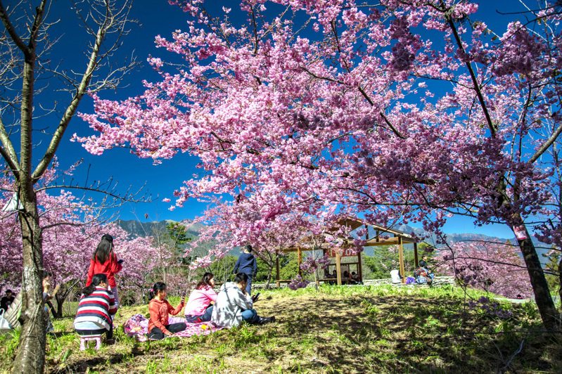 福壽山農場「千櫻園」將在2月9日開放遊客參觀，圖為去年「千櫻園」富士櫻綻放的盛況。圖／退輔會福壽山農場提供