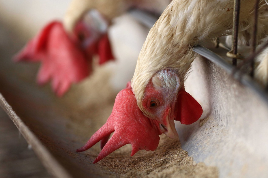 中國湖南省再爆H5N1禽流感疫情，圖為家禽示意圖。歐新社