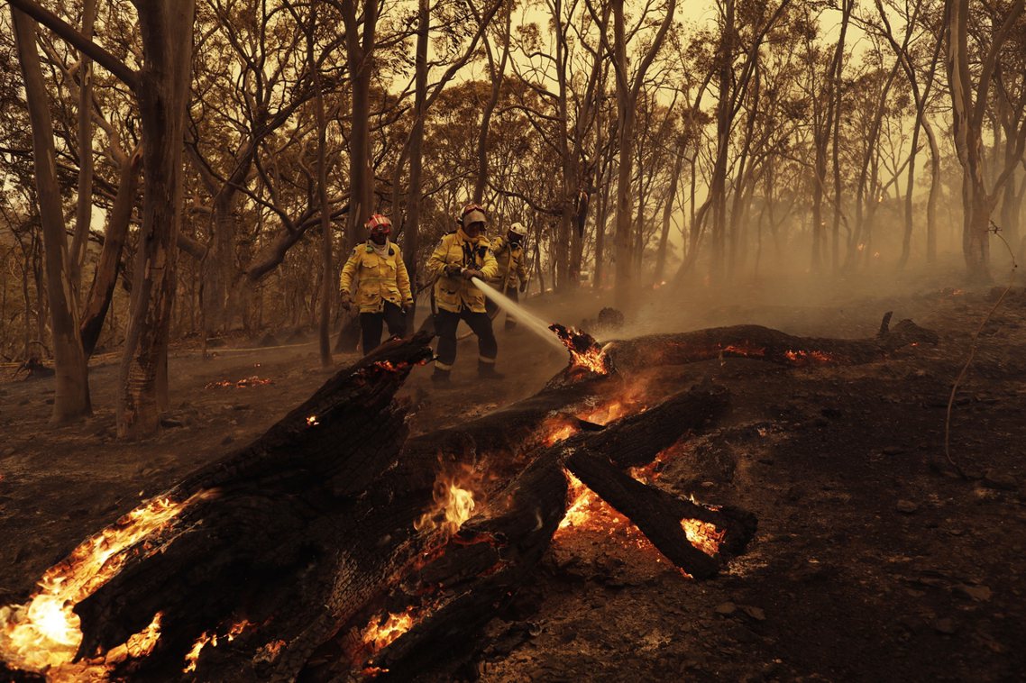 除了澳洲野火繼續燒，不當伐木整地造成無尾熊被餓死或推土機「剷死」的狀況，恐會加劇...