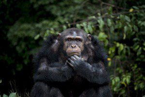 蕭人瑄／男孩之死與跨物種衝突（上）：黑猩猩何以走「出」森林？