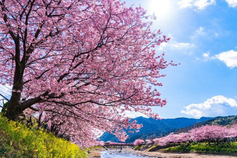 可看見超過8,000株櫻花的河津櫻花祭，今年將邁入第30屆。 圖／樂天旅遊提供