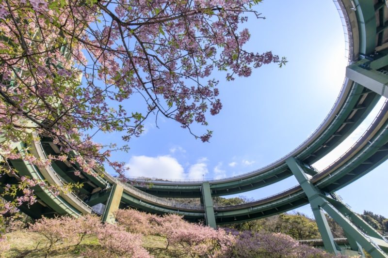 造型特殊的河津七瀧環狀橋配上櫻花，成為人氣賞櫻名所。 圖／樂天旅遊提供