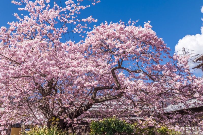 已經有60餘年歷史的河津櫻原木，乃是全日本河津櫻的始祖。 圖／樂天旅遊提供