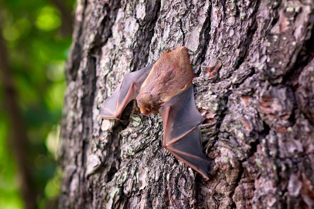 研究發現，近年來幾場大型傳染疾病，病毒來源都可能與蝙蝠有關。 圖／Pixabay
