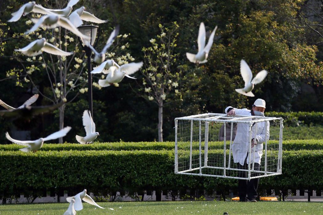 2013年上海傳出H7N9禽流感。 圖／法新社