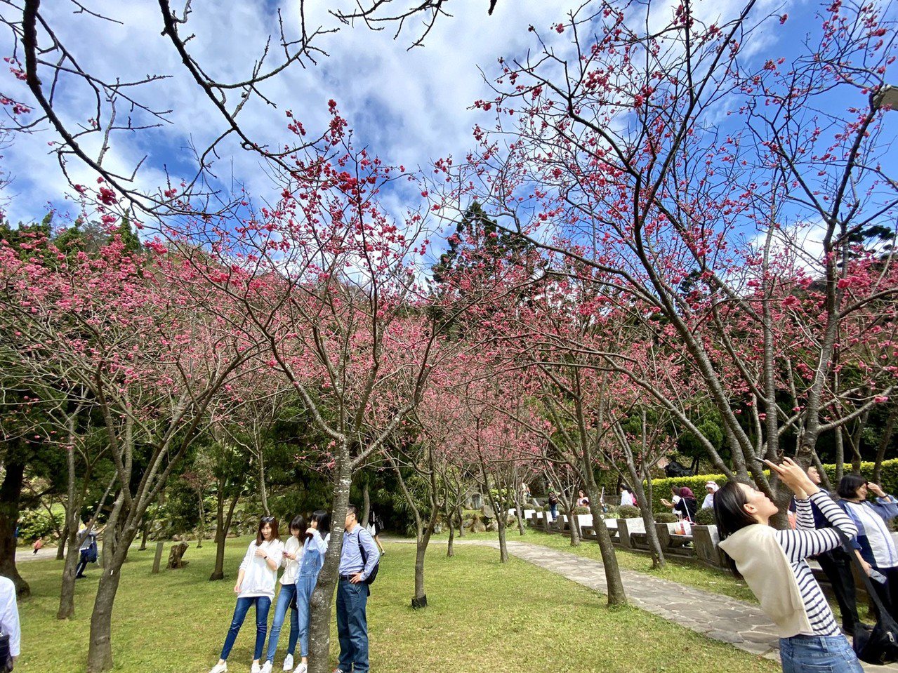 台北市陽明山花季今開幕，活動至3月22日展期共37天，今年主題為「櫻你而在」，現...