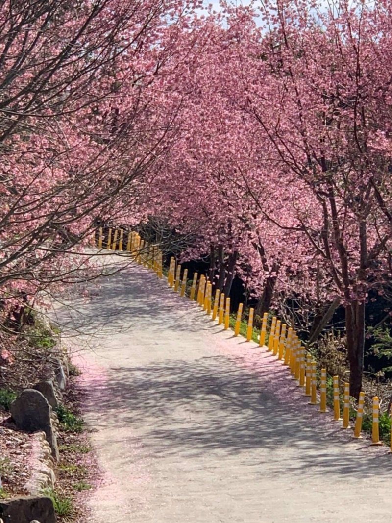 遊客一抵達司馬庫斯部落就可看到入口兩旁的粉紅色櫻花皆已盛開。 圖／讀者提供
