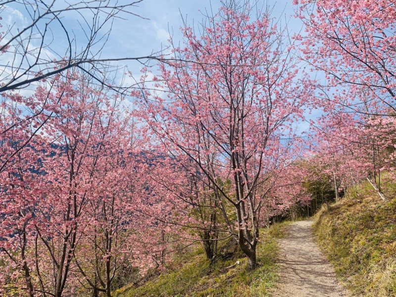 迦南停車場的巨木群登山口，櫻花也綻放中。 圖／讀者提供