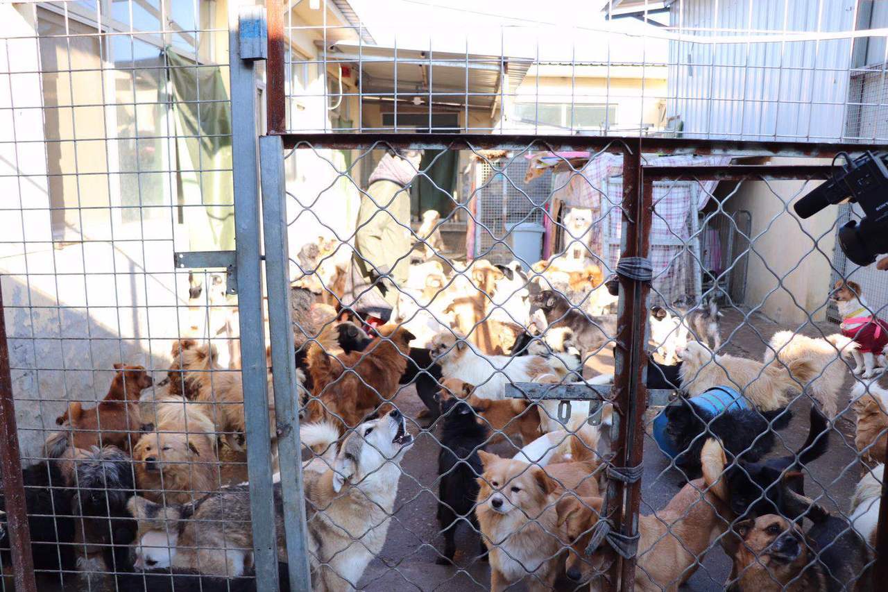 吳狗媽在北京近郊的狗小院。