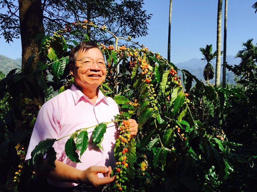 張金堅走在南投縣國姓鄉的咖啡產區裡，仔細觀察咖啡豆的品種。