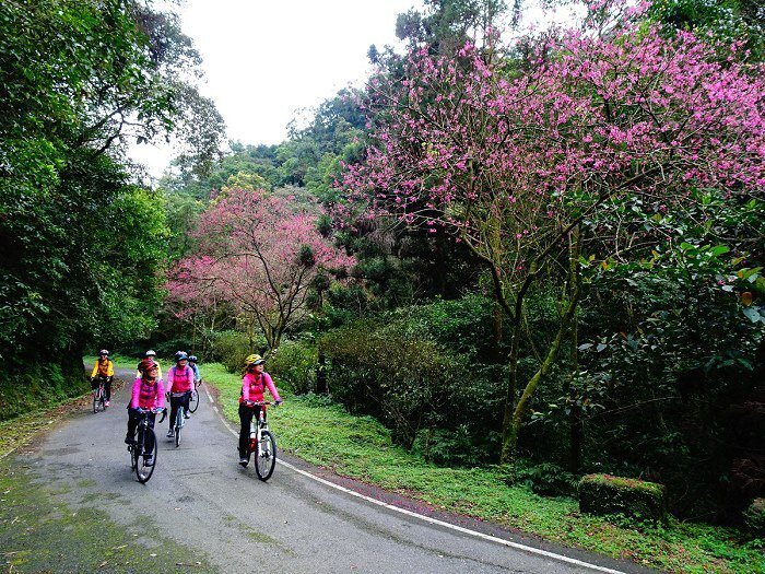 賞櫻秘境平湖森林遊樂區，現在櫻花正開