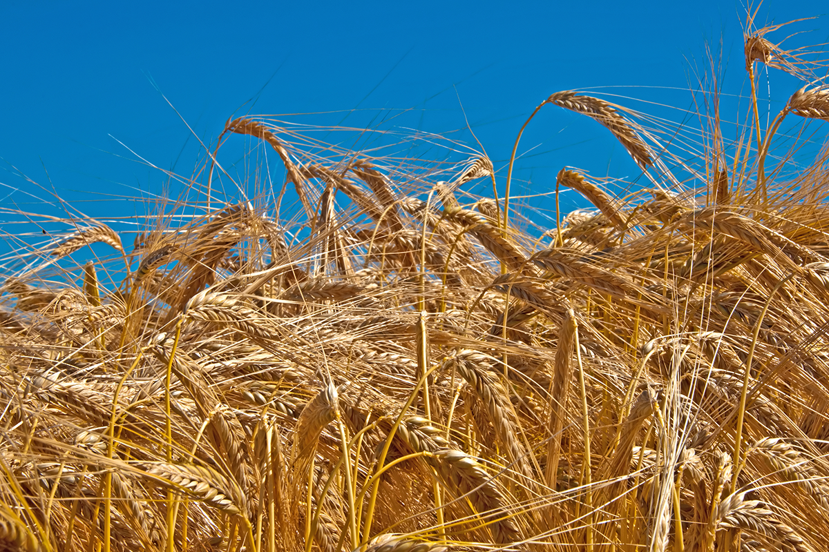 什麼是超級大麥，還有超級大麥的功效有哪些？<br />圖／ingimage