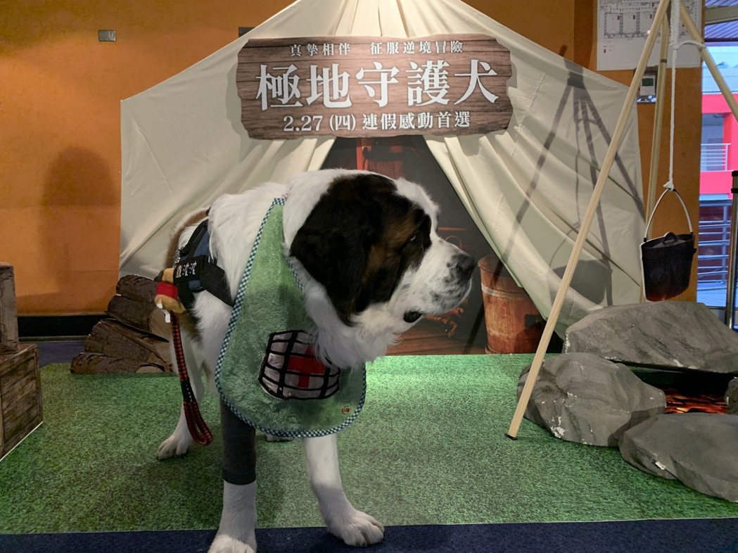 聖波納犬現身「極地守護犬」粉絲特映會。圖／迪士尼提供
