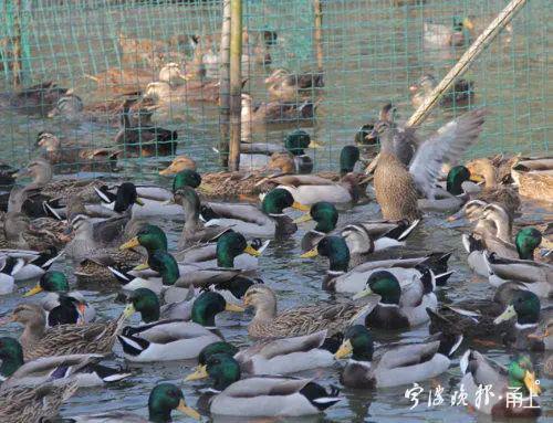 毗鄰巴基斯坦的中國決定派出「寧波鴨」出征滅蝗，首批預計出動10萬隻。取自寧波晚報