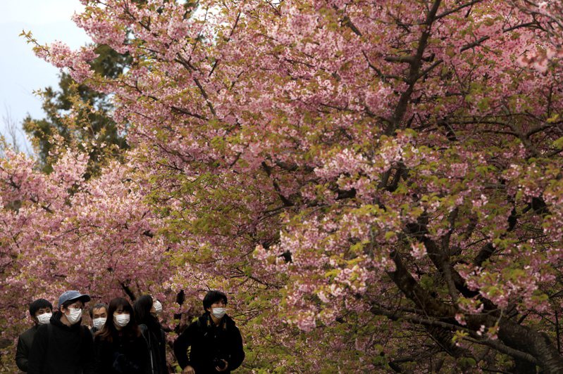 有網友發問，明年3月是否能去日本賞櫻。 美聯社