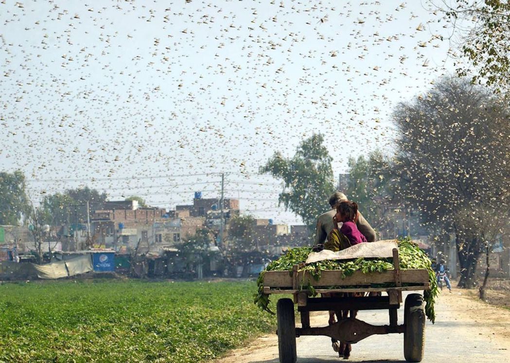 巴基斯坦東部地區持續遭蝗災侵襲。圖為上月當地蝗蟲肆虐景象。（新華社）