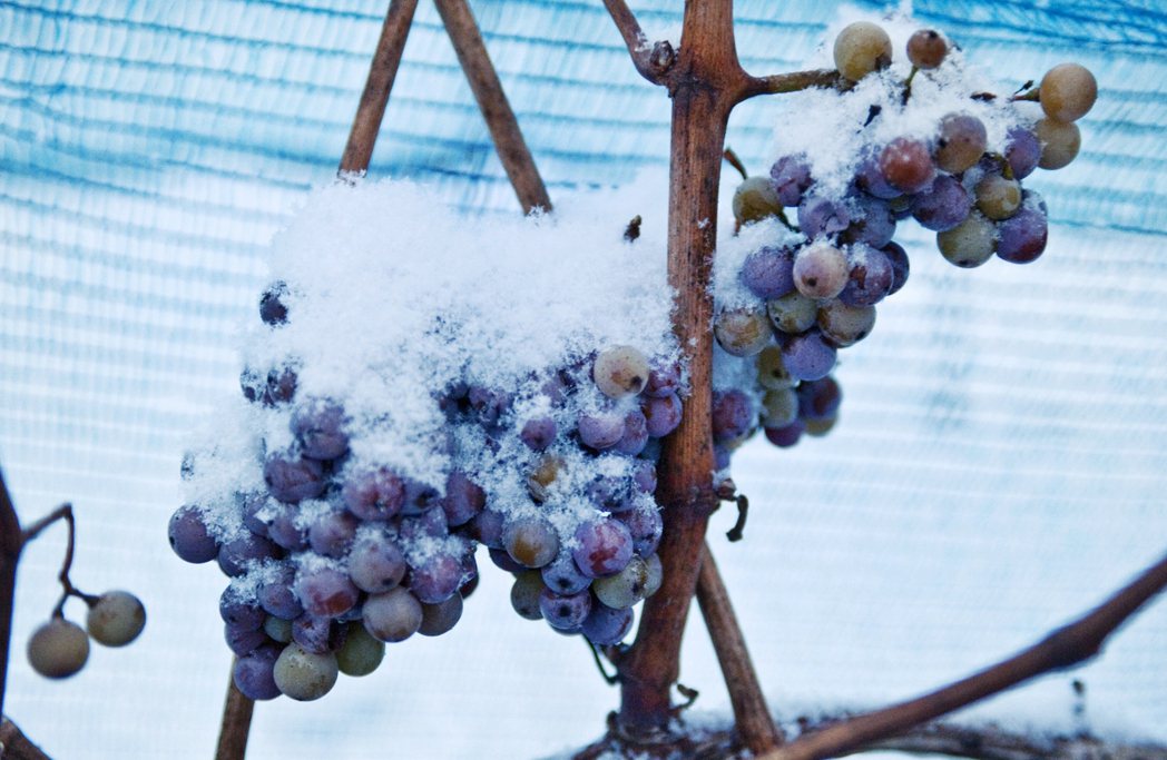 德國冰酒嚴格規定：必須採用全國13個特定葡萄酒產區中，天然熟成、且沒有被貴腐菌感...