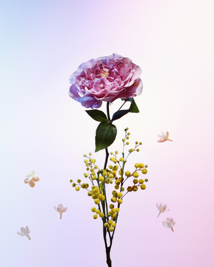 五月玫瑰和含羞草是Heures d'Absence的主調。圖／LV提供