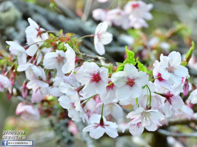 嘉義縣阿里山櫻花季的粉色系櫻花含苞待放，吸引許多愛花人士追逐。 圖／黃源明 提供
