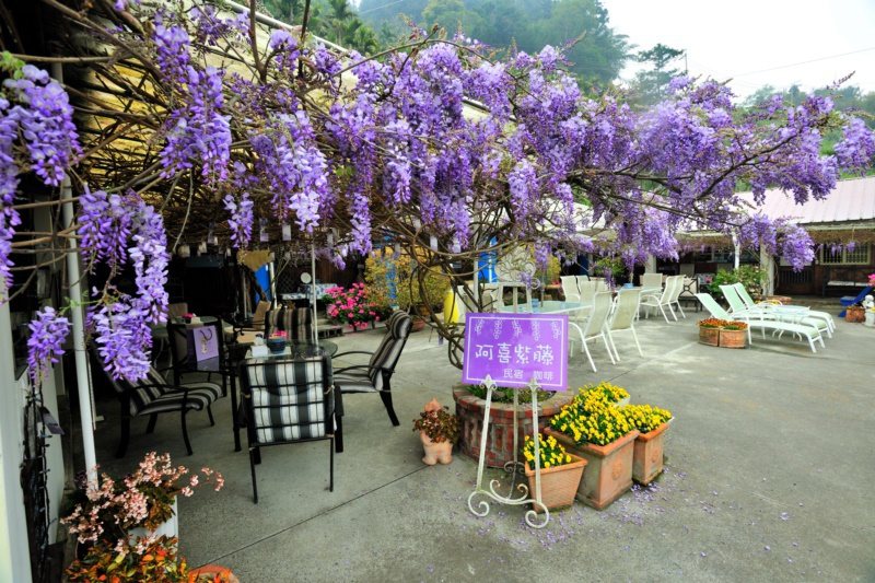 瑞里「阿喜紫藤」為了維護賞花品質，每天只開放了60位下午茶、18位住宿，遊客需提...