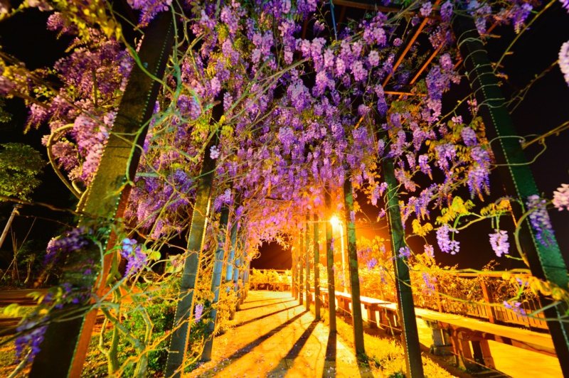 嘉義縣瑞里茶壺民宿內紫藤花現已盛開約5成，夜間燈光照耀著粉紫色的紫藤花，吸睛度十足。