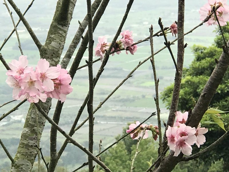 壽豐鄉樹湖櫻花步道吉野櫻粉嫩盛開。 圖／王燕華 攝影