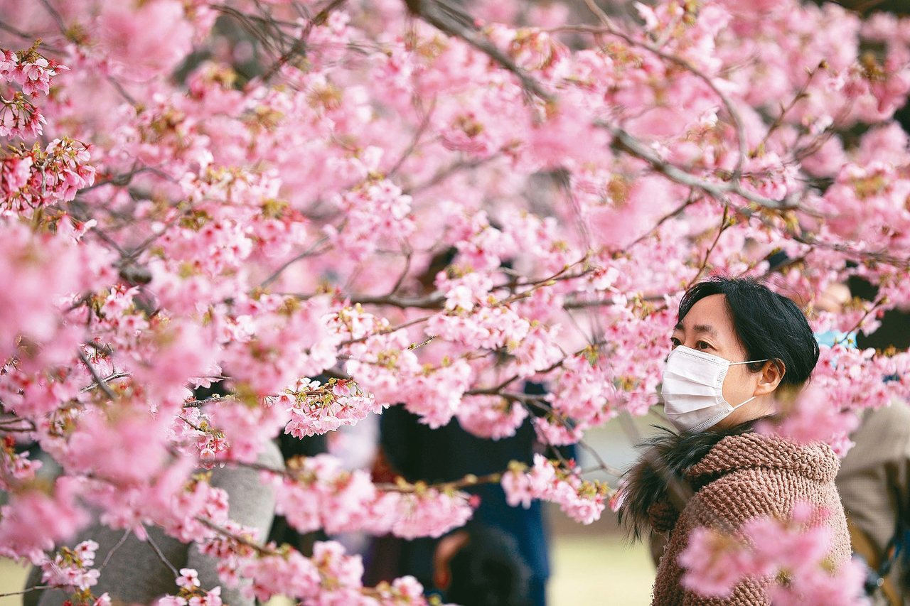 時序進入3月，正是春暖花開好時節，但花粉症的過敏現象，讓許多日本人想到春天就鬱悶。