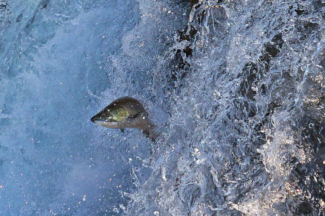 鮭魚洄游的過程除了遇到環境阻礙，也暴露在遭天敵捕食的風險中。 圖／取自維基共享