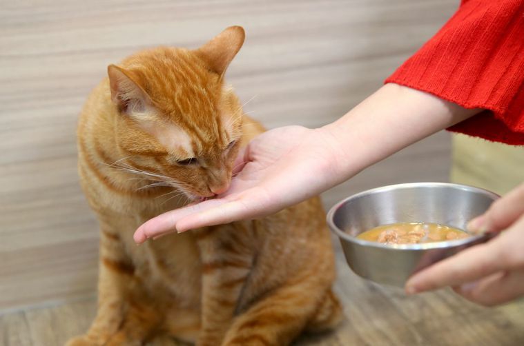 貓狗的食物過敏得靠食物排除試驗來檢驗。 記者 余承翰／攝影