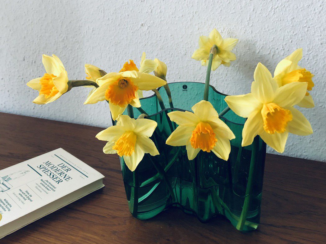 我將春季盛產的黃水仙放入花瓶中，才知道要將花擺得漂亮，需要功力。 圖／許育華拍攝