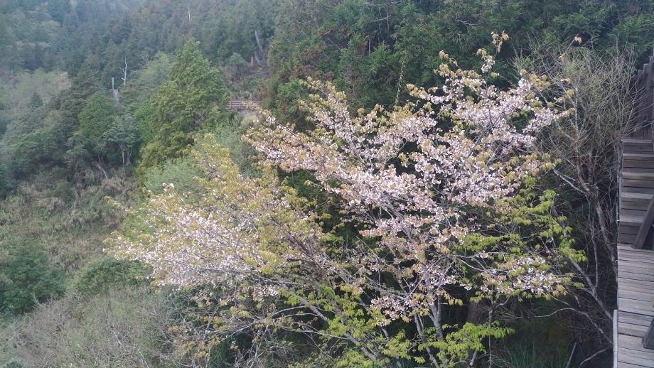 原生的太平山白櫻花株株盛開，讓春天的太平山又多了些不同的大自然點綴。圖／林務局羅東林區管理處提供