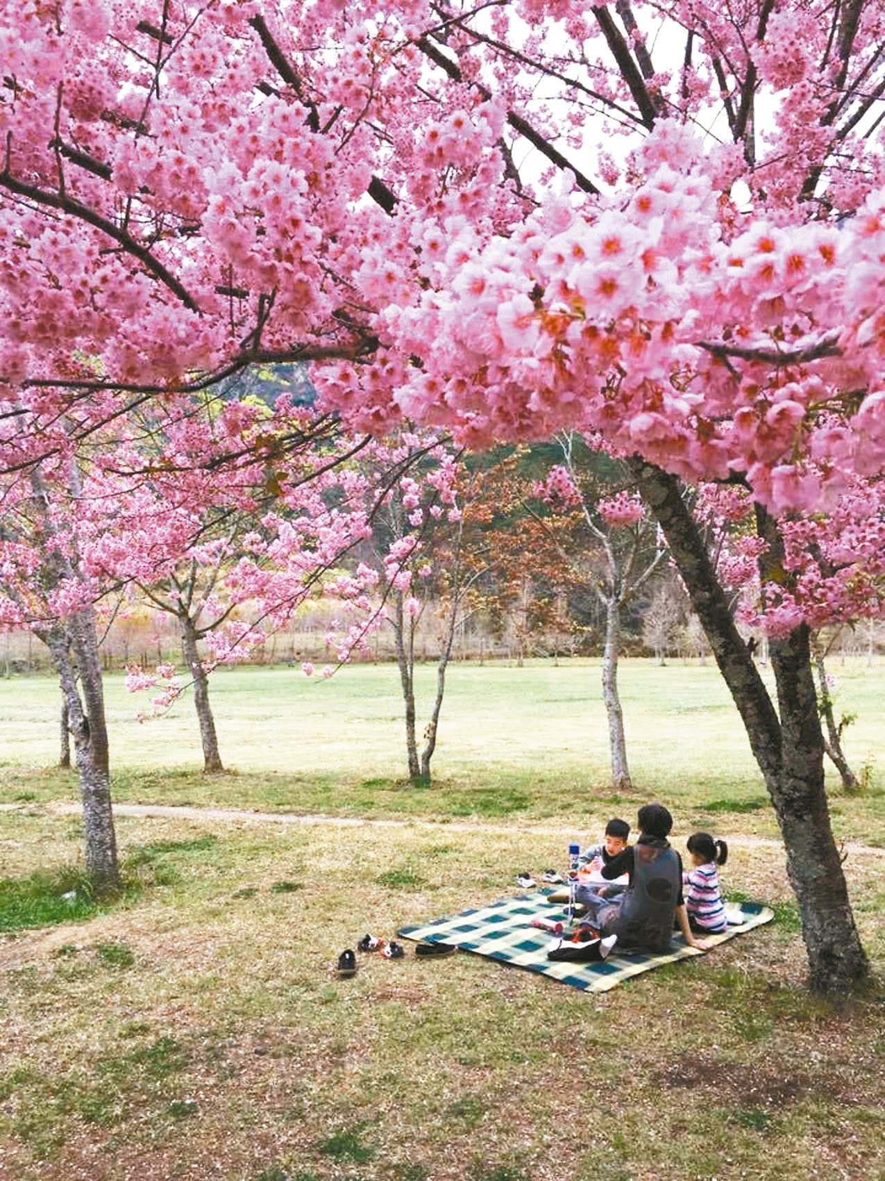 福壽山農場千櫻園櫻花。