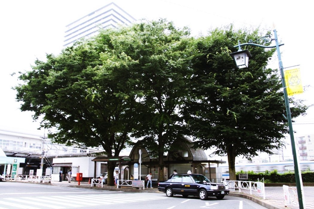 圖為當初紀念志村健的「志村健之木」。 圖／東村山市