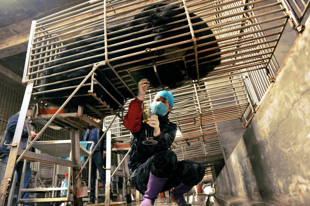 「全面禁止食用野生動物，但卻不禁止野生動物入中藥？」圖為中國的中藥熊場在取熊膽汁...