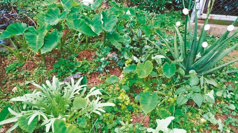 到小菜園裡，唱歌給蔬果聽。圖／謝詠晴提供
