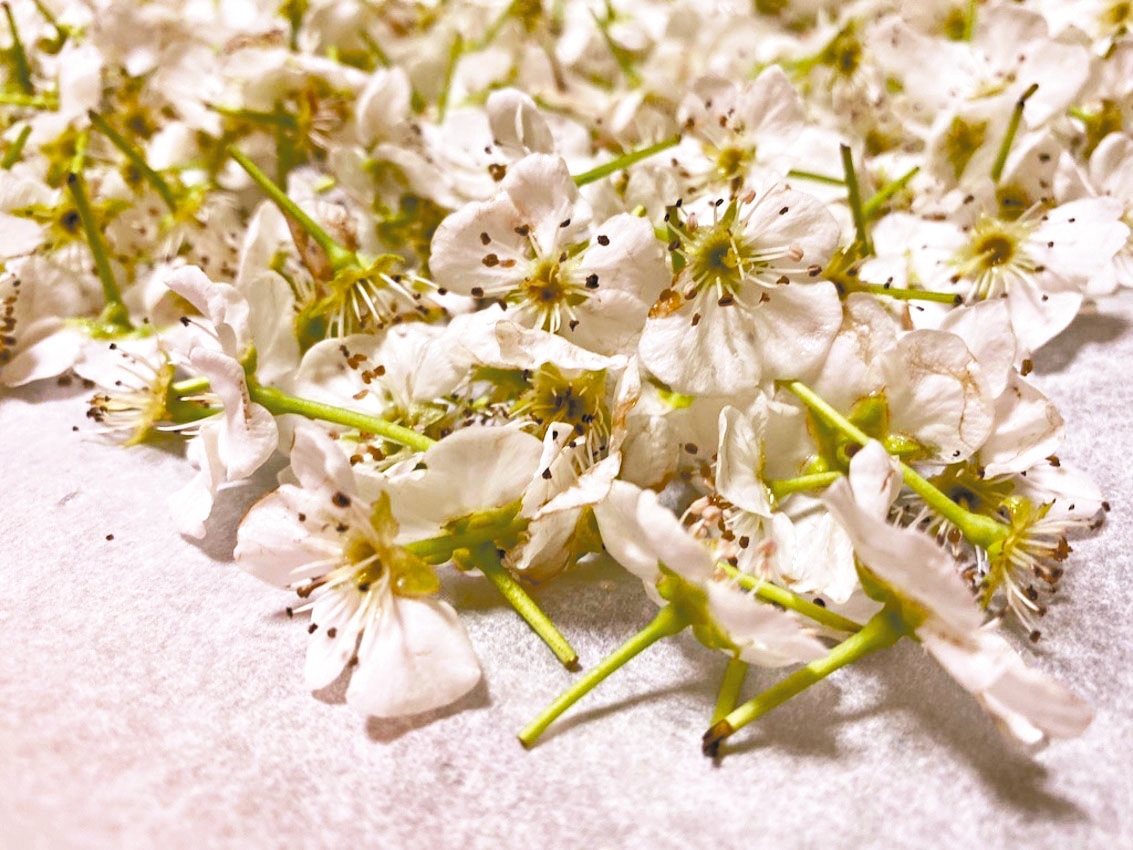 梨花本身沒有香氣，但花瓣帶有天然的益生菌，可以製作發酵飲料。