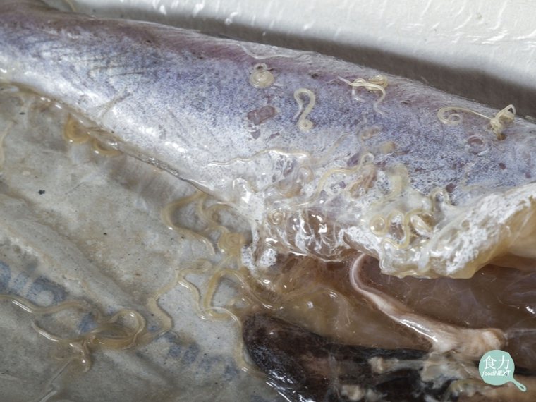 存在於鱈魚中的海獸胃線蟲。 圖片提供／食力