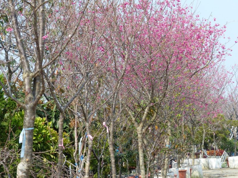 彰化縣芬園鄉花卉生產遊憩園區的櫻花盛開時，一片花海。 圖／劉明岩 攝影