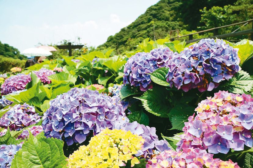 2020竹子湖海芋季及繡球花季已開跑，預計花期將持續到5月，緊接著是繡球花季，預...