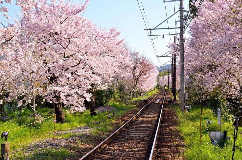 ▲日本京都網美景點-嵐山電車。（圖／Tripbaa趣吧！亞洲自由行專家）