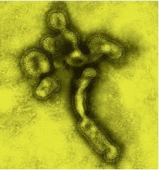 人類身上的H5N1 禽流感病毒株，係於2003 年爆發期間分離出來。