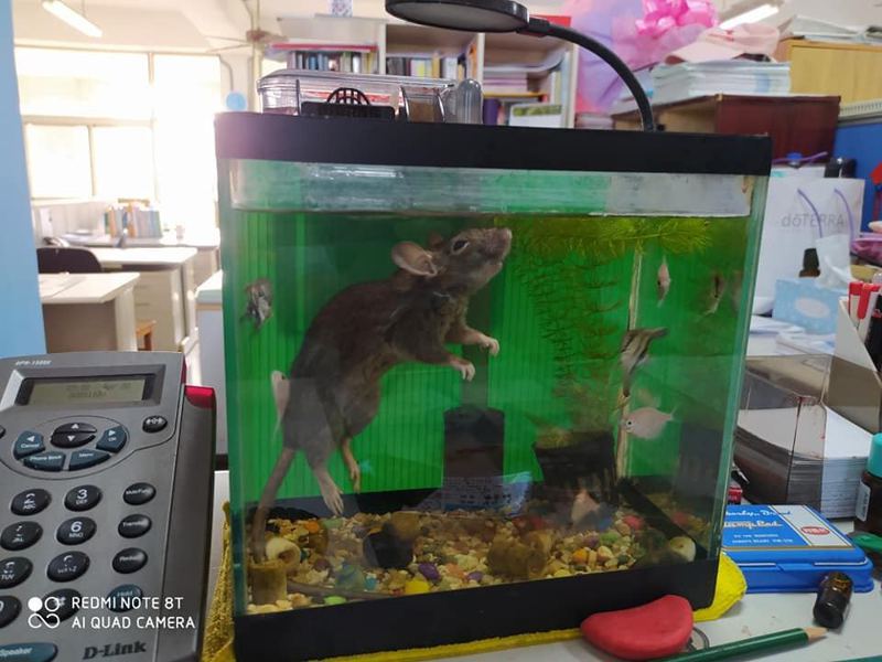 網友一早驚見手臂般大的老鼠溺死在水族缸中。圖擷自FB