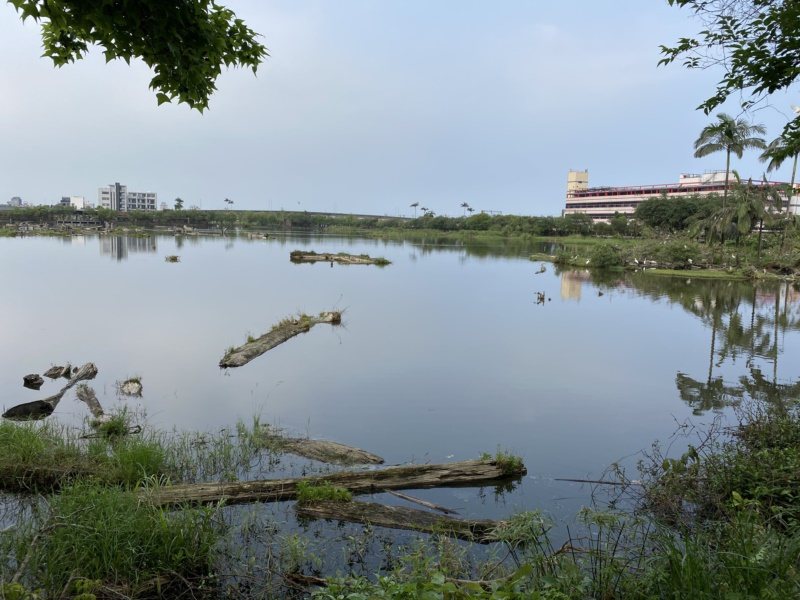 羅東林業文化園區儲木池變為生態池。 圖／羅建旺 攝影