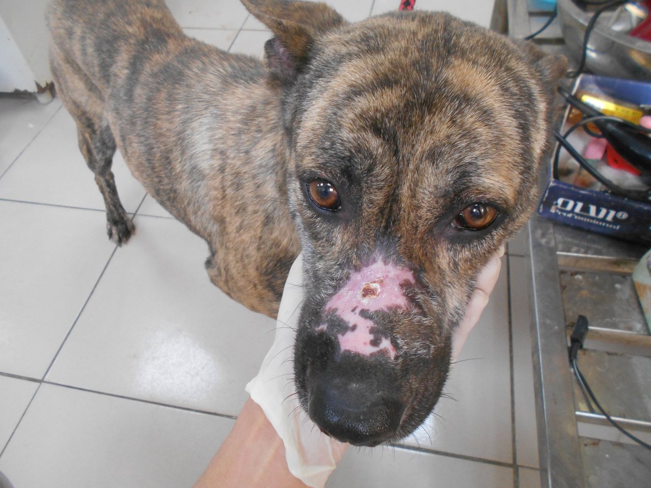 被棄養的「小虎」因狗嘴套造成鼻梁嚴重外傷，治療1個月後才完全康復。圖／新北市動保處提供