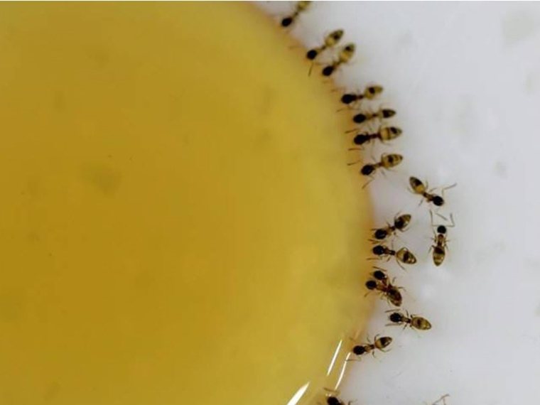 真蜂蜜接觸空氣一段時間後，依然會吸引螞蟻取食。 圖片提供／食力