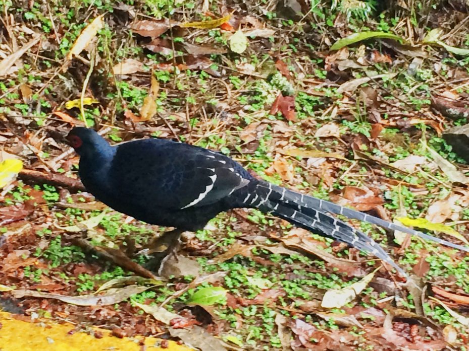 台灣帝雉（黑長尾雉），是所有台灣特有種鳥類中體形最大、羽色高貴因而選為「國鳥」。圖／玉管處提供