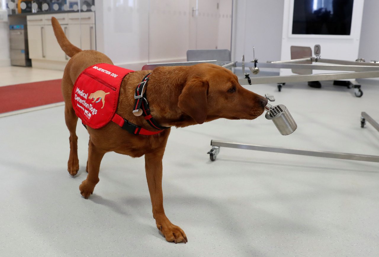 英國倫敦衛生與熱帶醫學院將與慈善機構「醫療偵查犬」合作，訓練狗嗅出新冠肺炎患者。路透