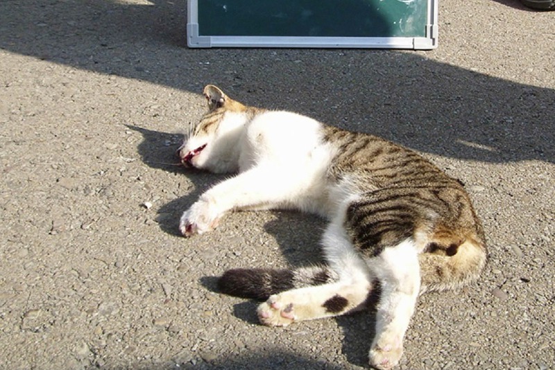 貓是雙北市區路殺動物數量之冠，到了高速公路則是路殺動物第二名。 圖／聯合報系資料照片，觀察家生態顧問公司提供