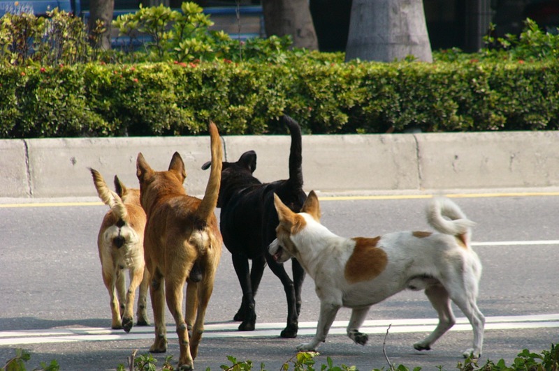台北市府仔細記錄流浪貓狗路殺的細節，進而促進動物福利，也改善市區交通安全。圖／聯合報系資料照片